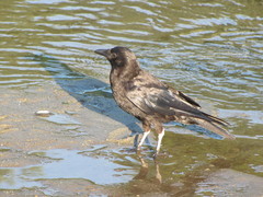 Corvus brachyrhynchos caurinus