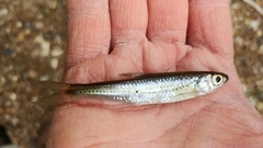 Notropis telescopus