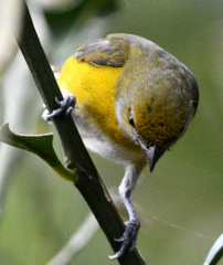 Euphonia minuta