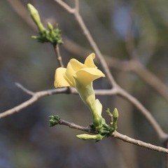 Tabernaemontana tomentosa
