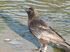 Corvus brachyrhynchos caurinus