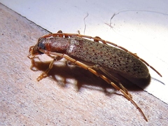 Sparedrus aspersus