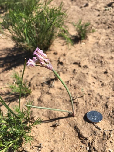 Plains onion (Allium perdulce)