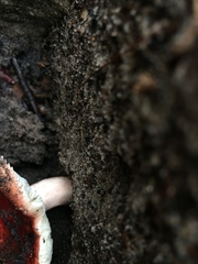 Russula persanguinea