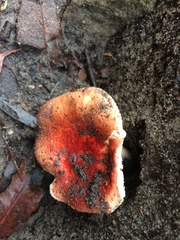 Russula persanguinea