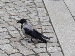 Corvus cornix