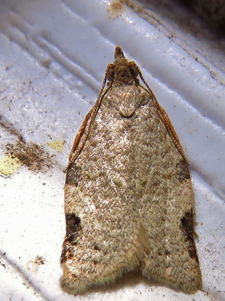 Greenish Apple Moth