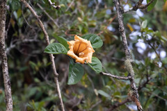 Solandra maxima