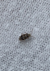 Tropidosteptes quercicola