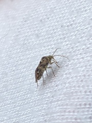 Tropidosteptes quercicola