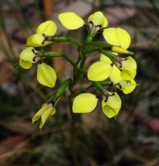 Diuris abbreviata