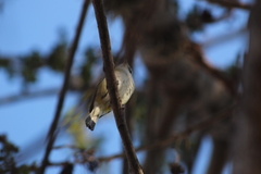 Vireo solitarius