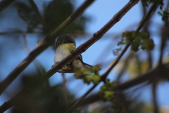Vireo solitarius