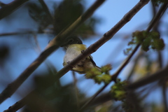 Vireo solitarius