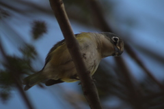 Vireo solitarius