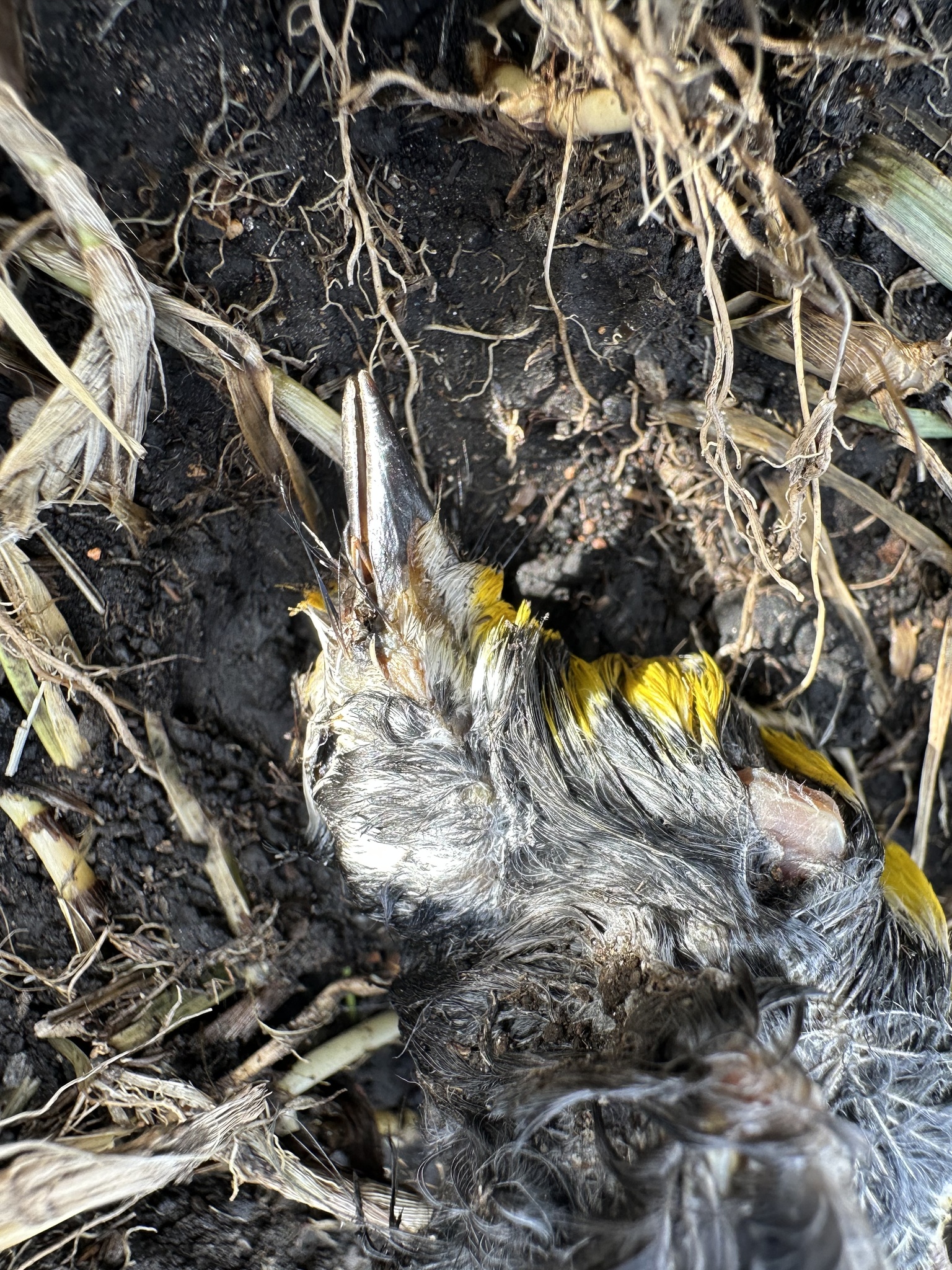 Golden-fronted Whitestart (Myioborus ornatus), photo 2