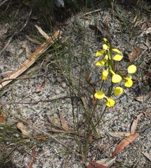 Diuris abbreviata