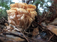 Ramaria capitata