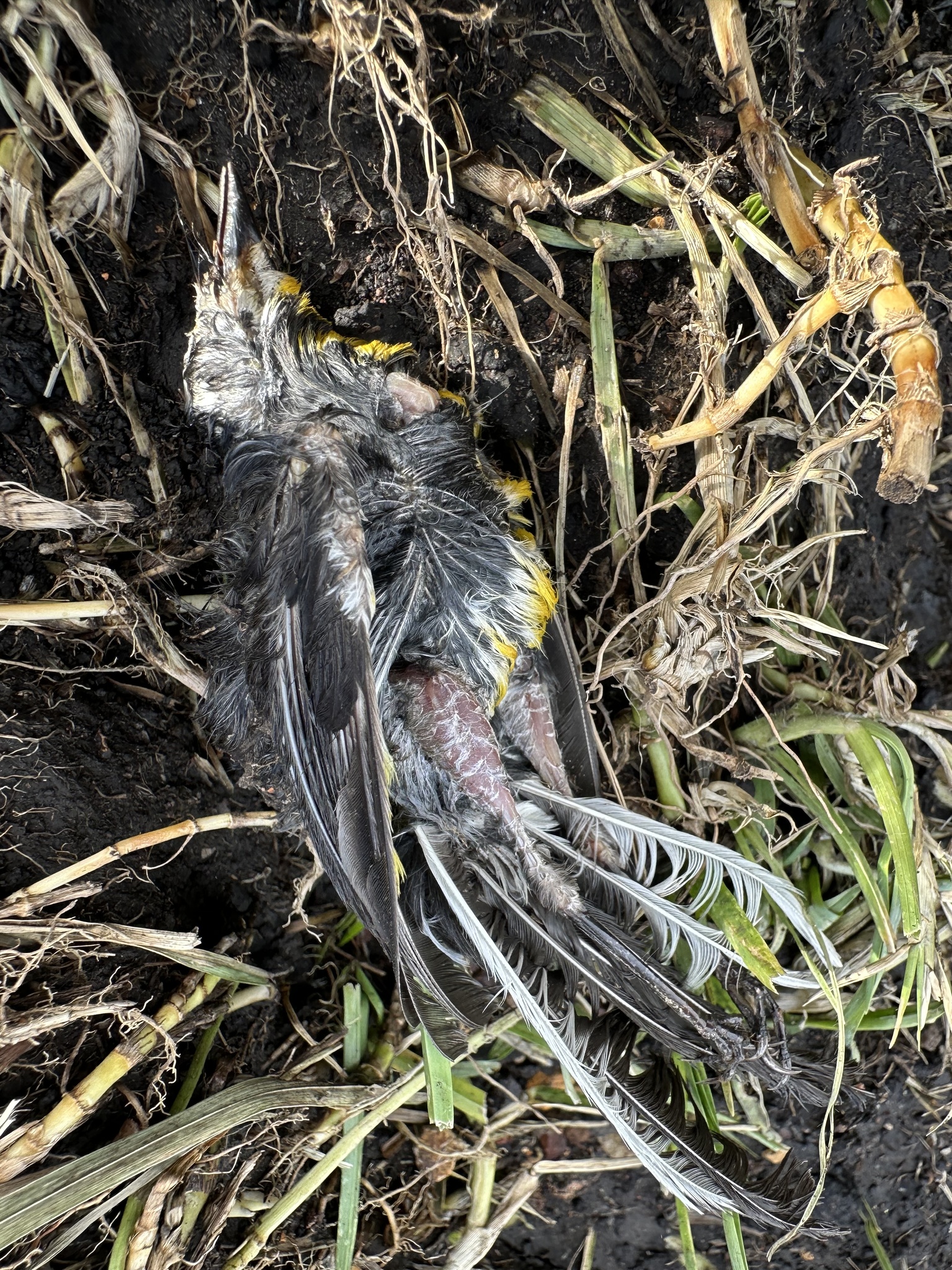 Golden-fronted Whitestart (Myioborus ornatus), photo 4