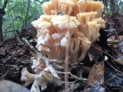 Ramaria capitata