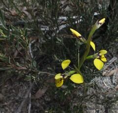 Diuris abbreviata