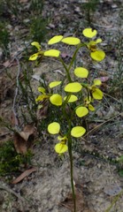 Diuris abbreviata