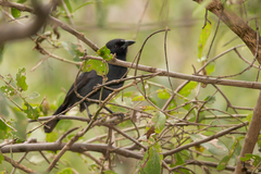 Laniarius funebris