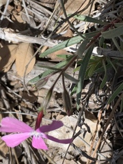 Phlox woodhousei