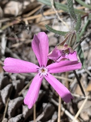 Phlox woodhousei