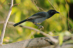 Laniarius funebris