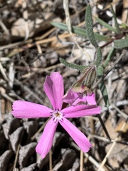 Phlox woodhousei