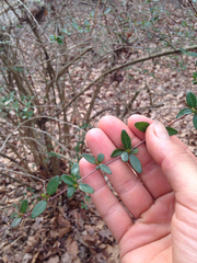 Abelia × grandiflora