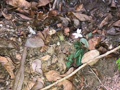 Pseuderanthemum variabile