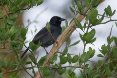 Laniarius funebris