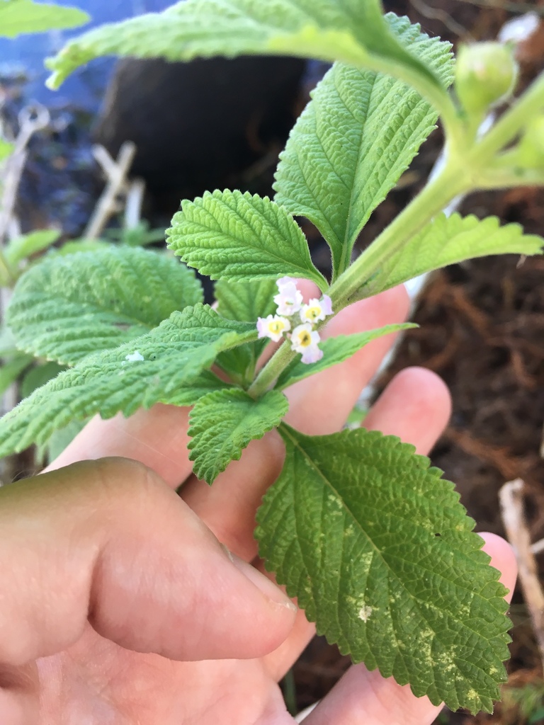 Lippia alba, Florida, US
