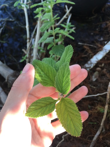 Lippia alba