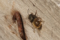 Osmia cornuta