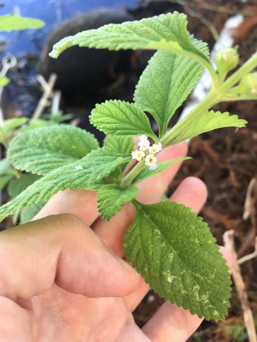 Lippia alba