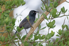 Laniarius funebris