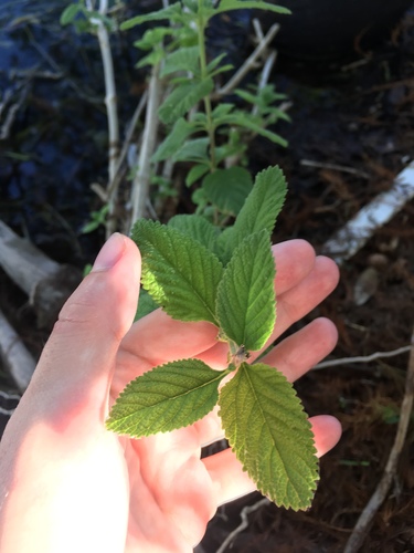 Lippia alba