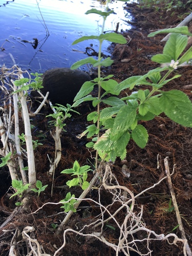 Lippia alba