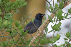 Laniarius funebris
