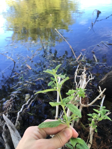 Lippia alba