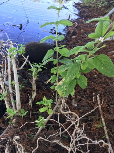 Lippia alba