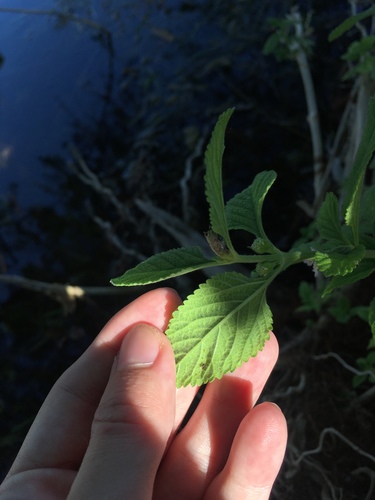 Lippia alba