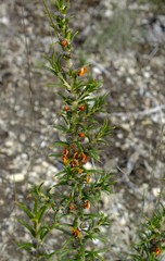 Mirbelia pungens