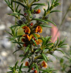 Mirbelia pungens