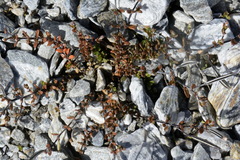 Epilobium microphyllum