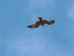 Milvus migrans aegyptius