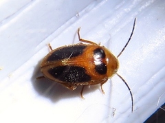 Sacodes pulchella